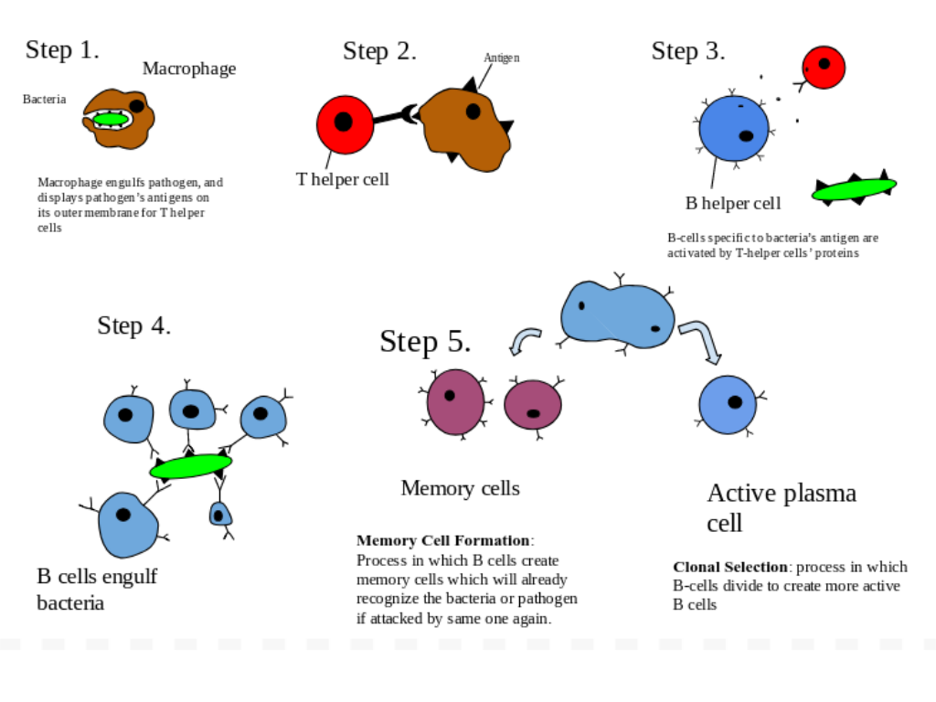 antibodies-immunology-medbullets-step-1