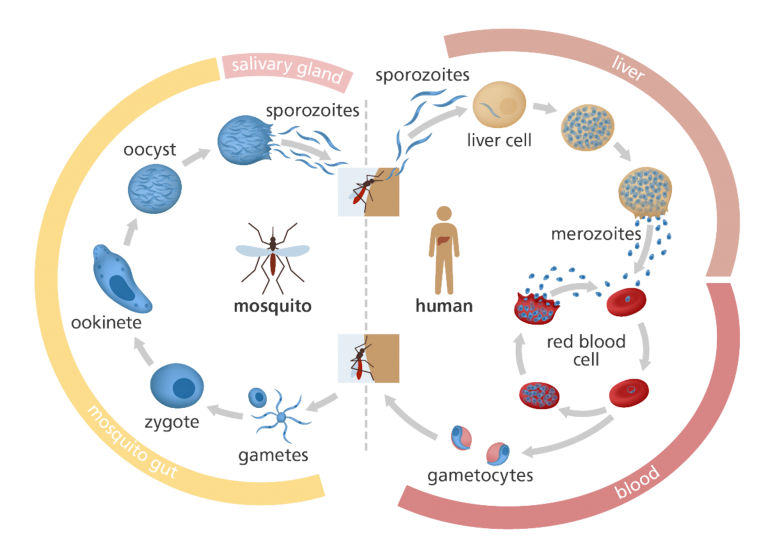 forty-years-of-fighting-malaria-connect-with-iisc