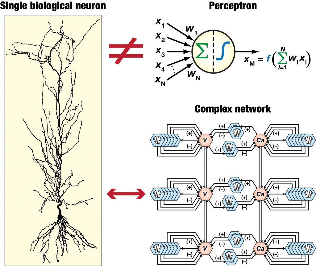 Conceptualising neurons as complex networks