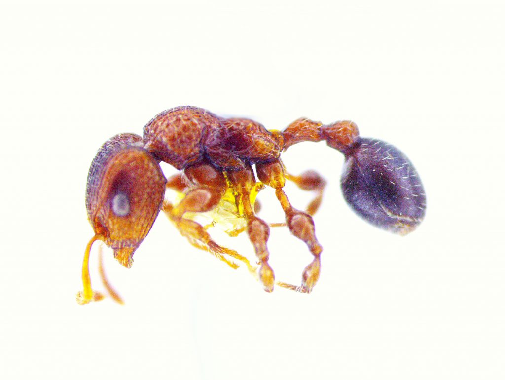 Dilobocondyla bangalorica, a new ant species discovered by Thresiamma on the IISc campus