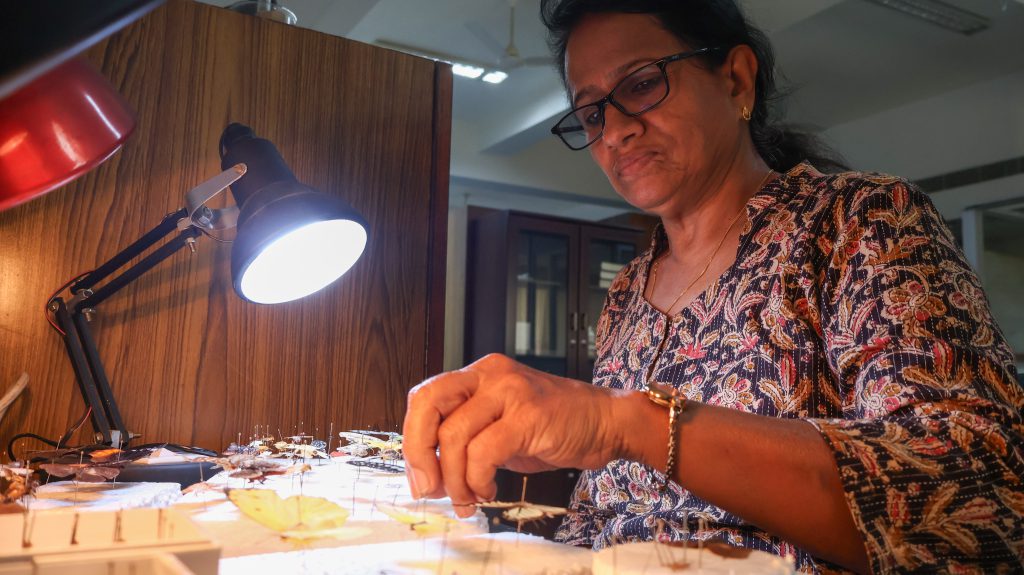 Thresiamma Varghese preparing insect specimens at the museum