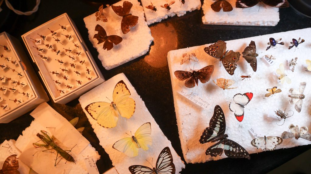 Thresiamma’s work desk at the museum with a collection of spiders, mantis, butterflies and moths