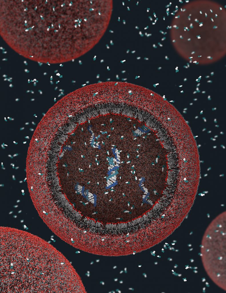 An illustration of a protocell, composed of a fatty acid membrane encapsulating RNA ribozymes