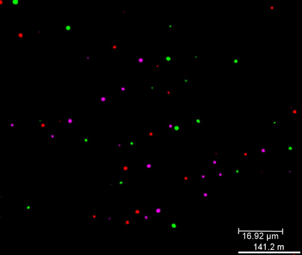 Fluorescence image of three different coacervates interacting with each other (Image courtesy: Abhay Srivastava)